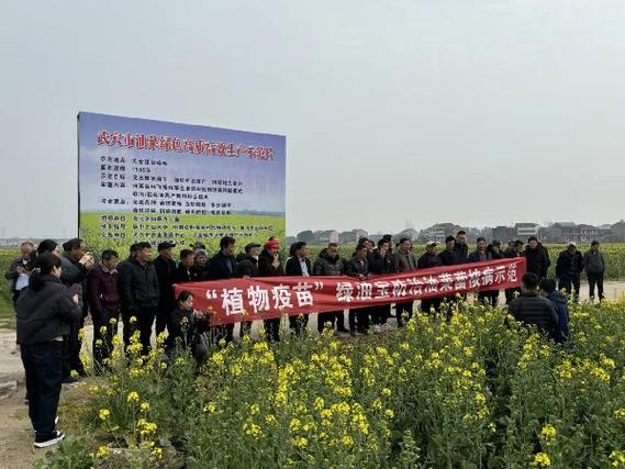 凝聚多方力量,中国农科院油菜产业专家团部署单产提升新任务